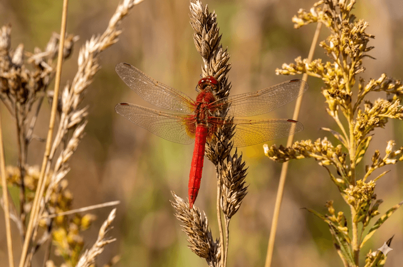 Autumn Meadowhawk